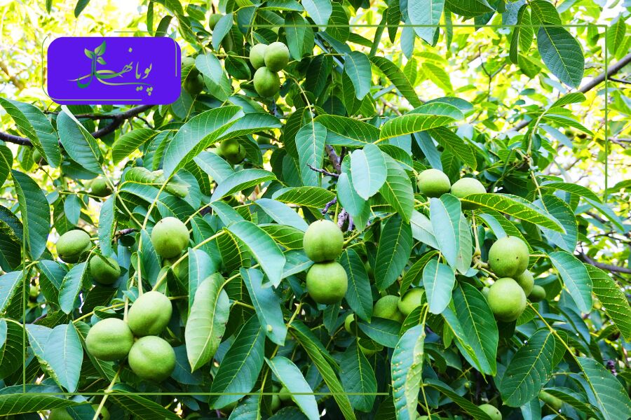 باردهی درخت گردو