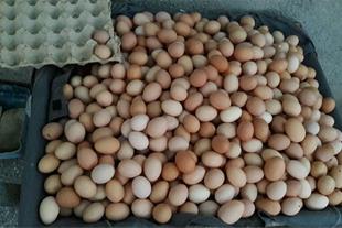 فروش تخم مرغ در مشهد