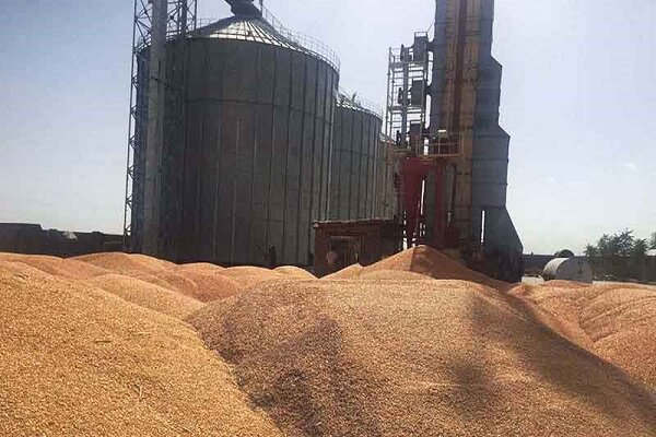 سه هزار میلیارد ریال برای خرید گندم از کشاورزان استان پرداخت شد
