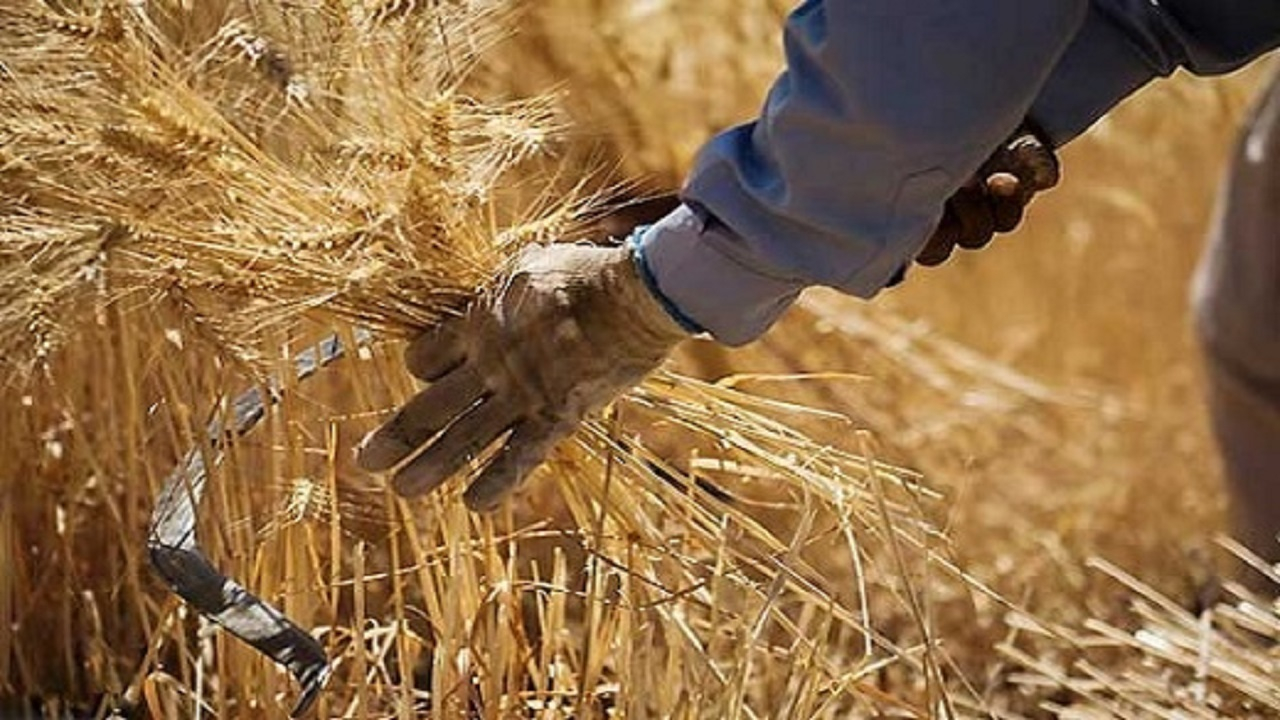 به زودی میزان خسارت سیل به مزارع گندم اعلام می‌شود