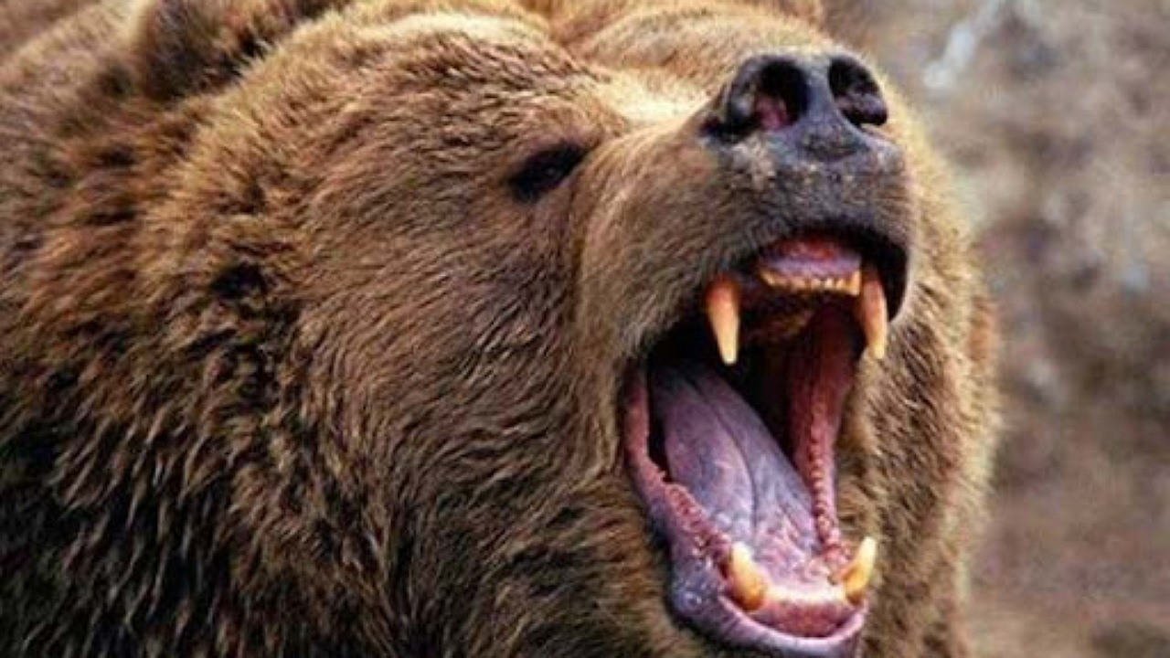 لحظه حمله خرس به انسان + فیلم