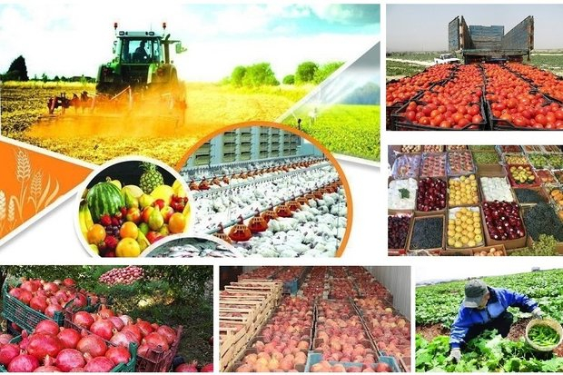 تولید ۲.۹ میلیون تن محصولات کشاورزی در لرستان/پیگیری توسعه صادرات