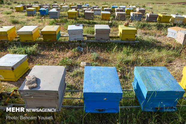 افزایش ٣۴ درصدی تولید عسل در سیستان و بلوچستان