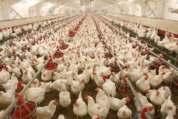 ظرفیت کل تولید مرغ شهرستان عجب شیر به ۱۸۳۷ تن رسید