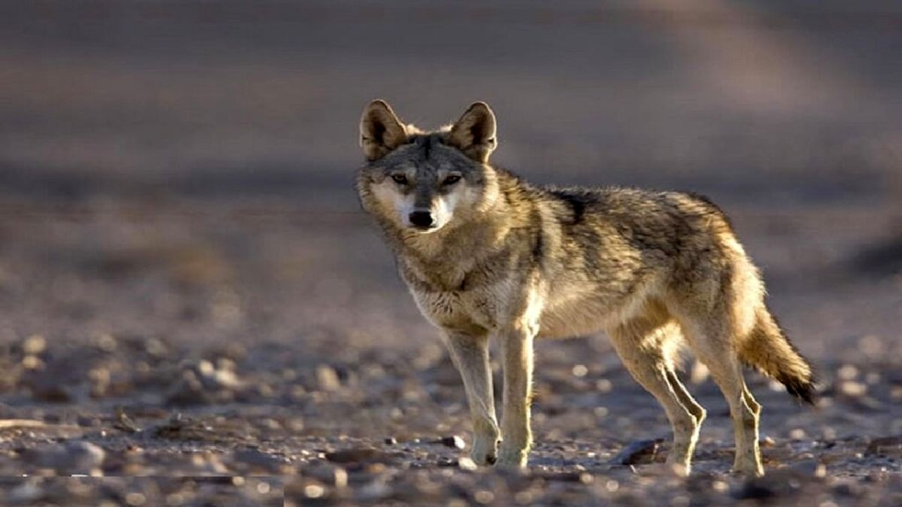 حیوانات وحشی در تهران؛ روباه و شغال و گرگ در پایتخت چه می‌کنند؟