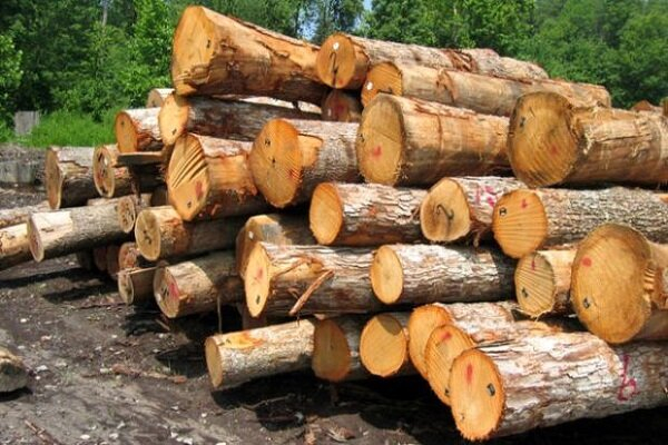 کشف محموله چوب جنگلی قاچاق در چهارمحال و بختیاری