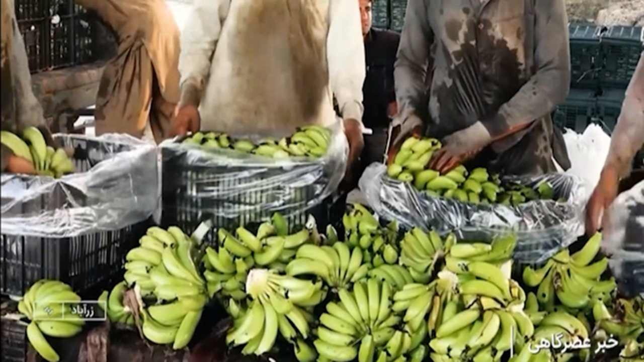 تأمین یک سوم موز مصرفی ایران از زرآباد + فیلم
