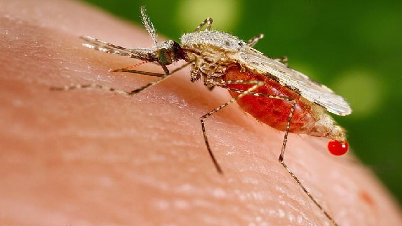 مالاریا مهم ترین بیماری انگلی تهدید کننده سلامت بشر در دنیا+ فیلم