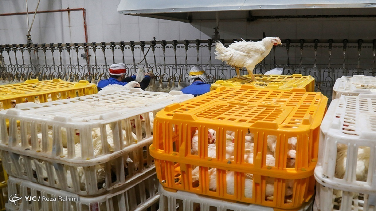 مدیریت جوجه‌ریزی و صادرات راهکار ایجاد تعادل قیمت مرغ در بازار