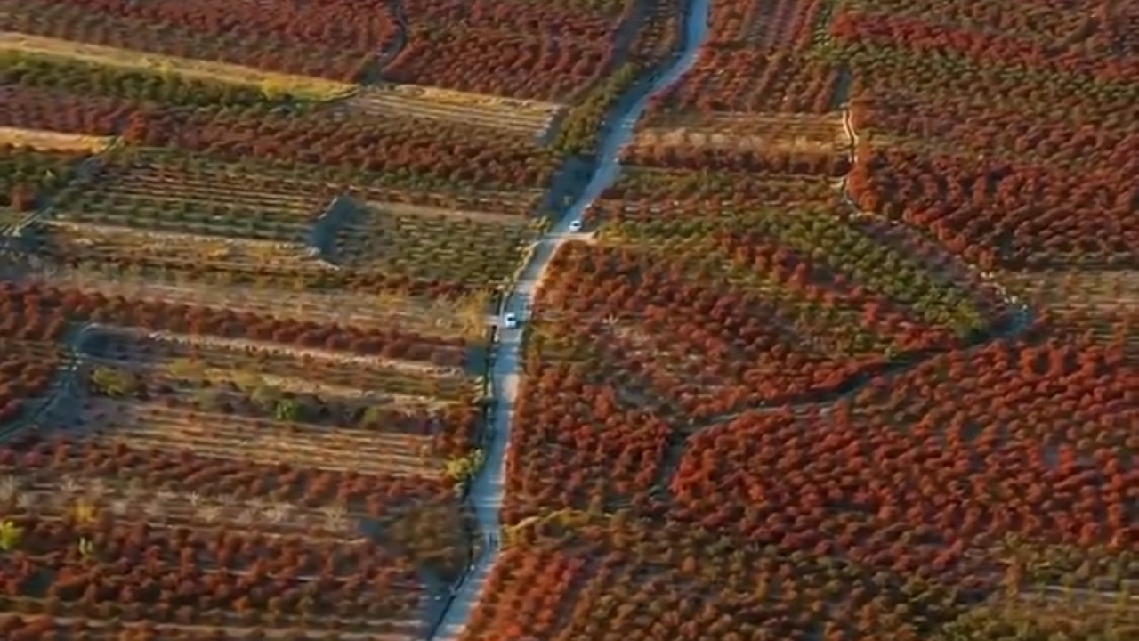 تصاویر هوایی بزرگترین باغ زرشک جهان در خراسان