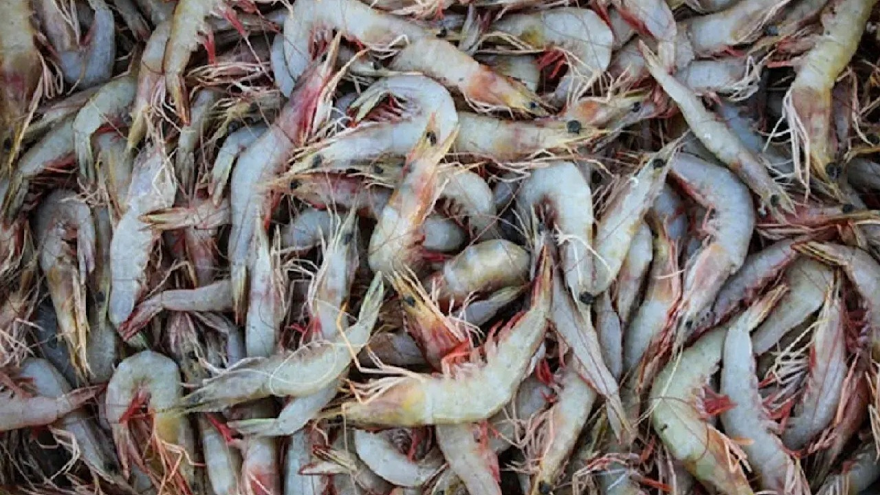 بیش از هزار طرح شیلاتی در کشور به بهرهبرداری رسید/ سرمایهگذاری ۱۸ میلیارد ریالی در حوزه آبزیپروری کشور