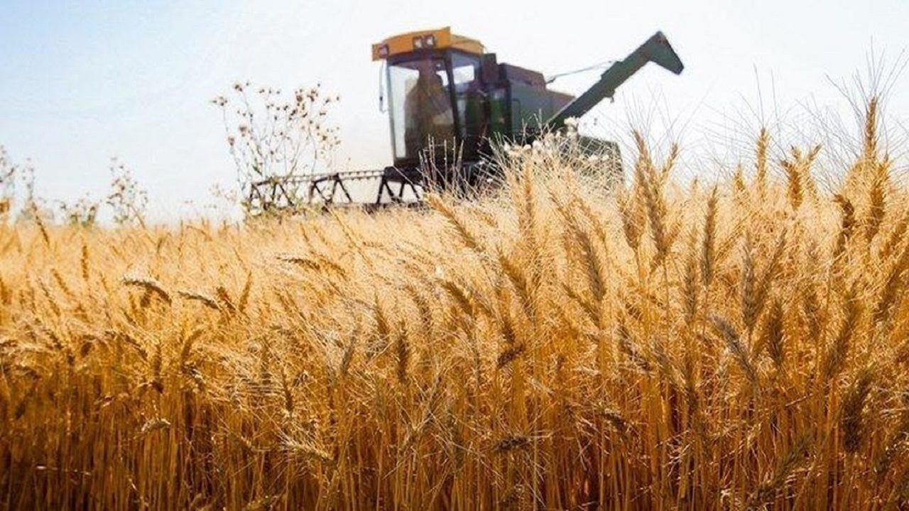 آغاز کشت گندم در استانهای شمال غرب از ۲۰ شهریور