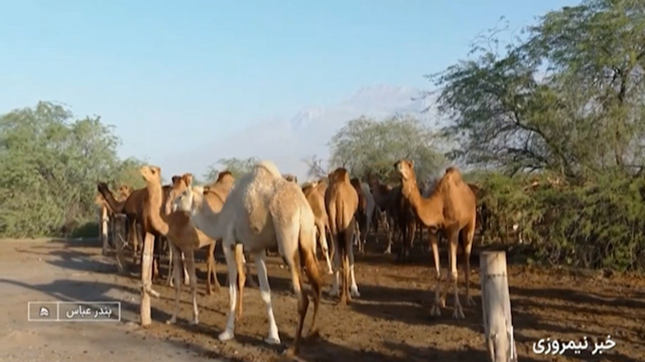 گنجینه‌ای در بیابان + فیلم