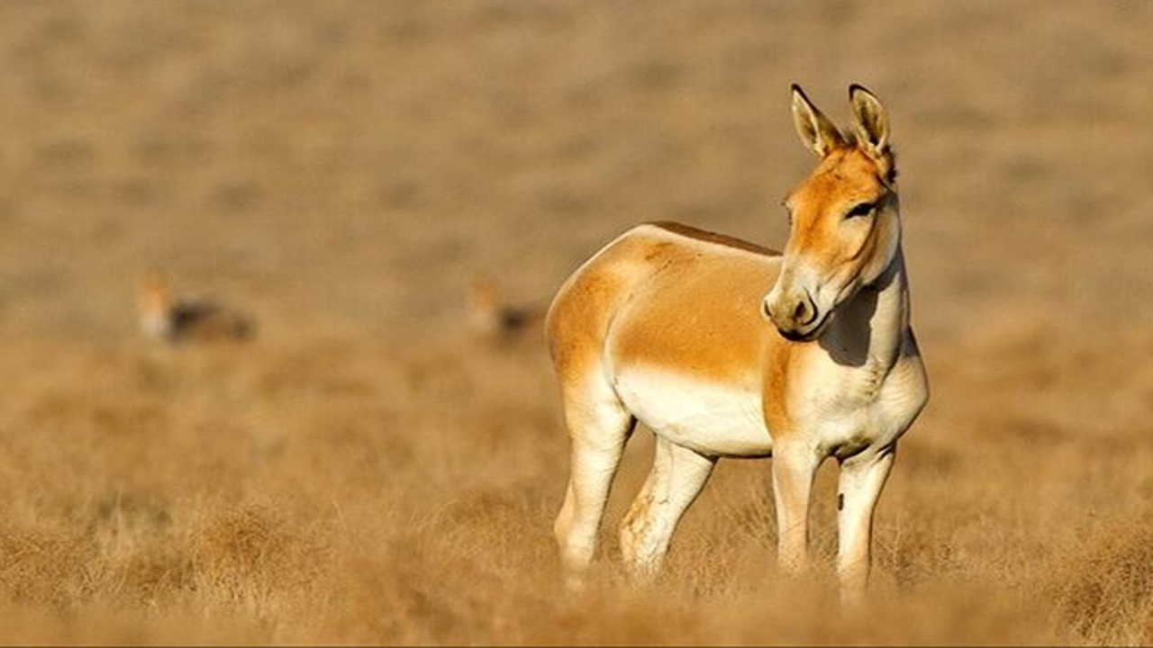 نجات گورخر ایرانی در کویر سوزان