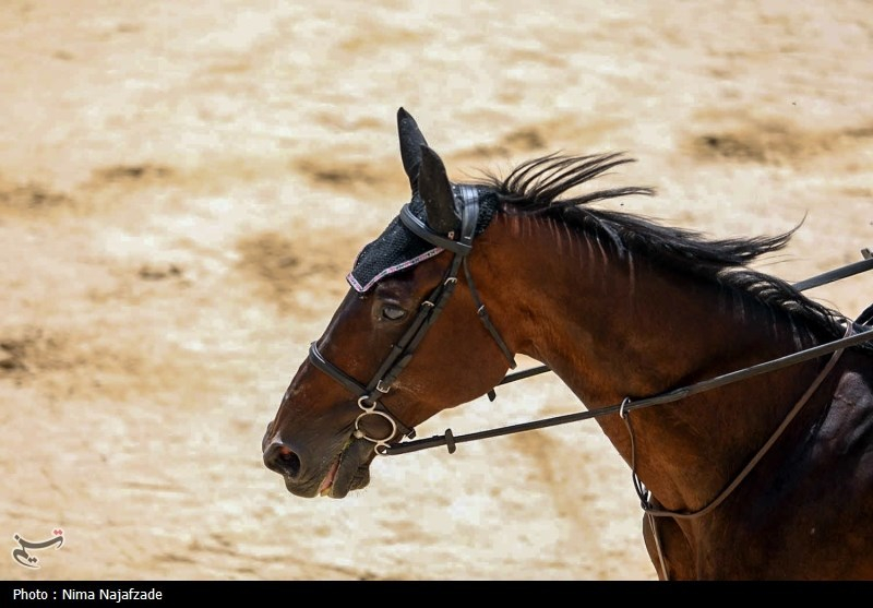 اسب‌های اصیل ترکمنِ خراسان شمالی خام‌فروشی می‌شوند