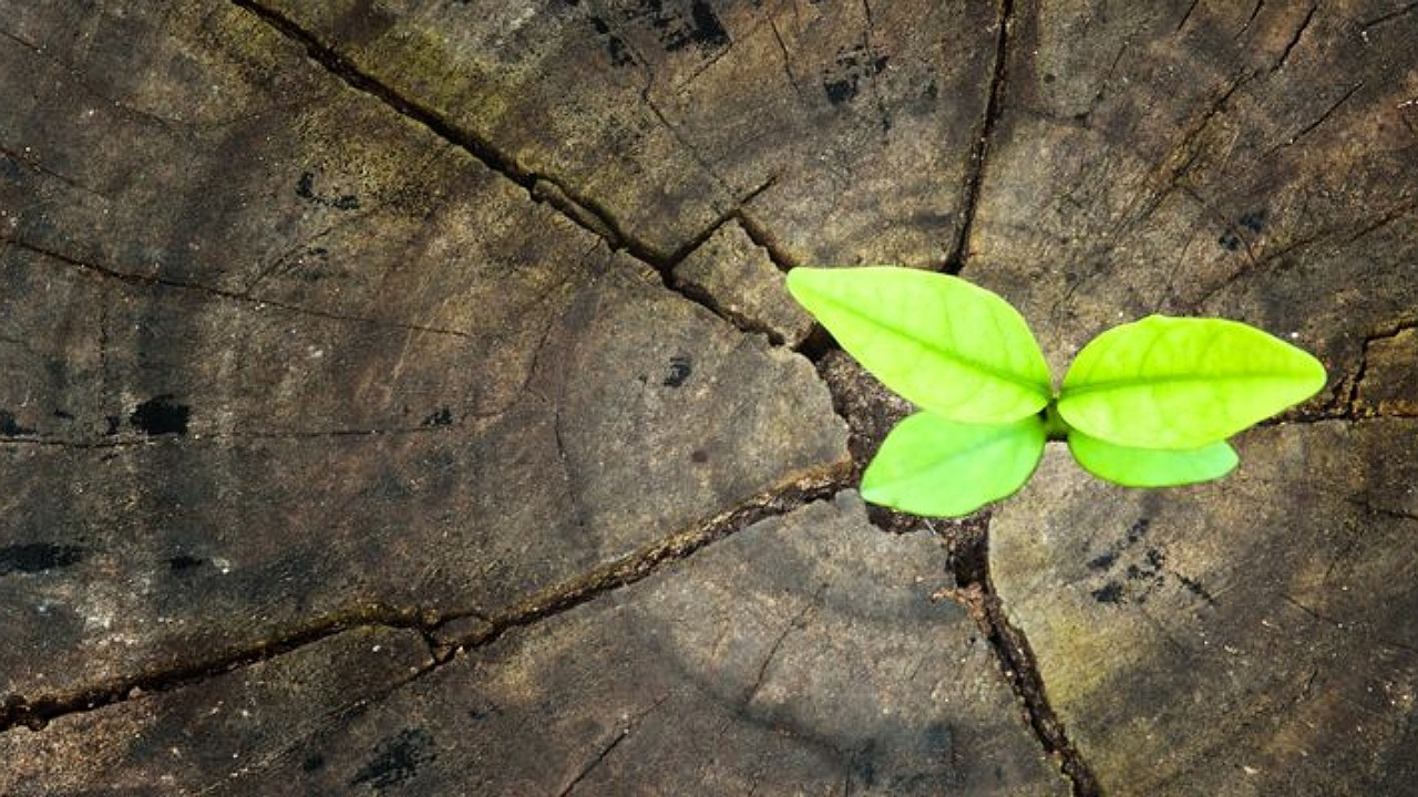 نقش امید در زندگی + فیلم