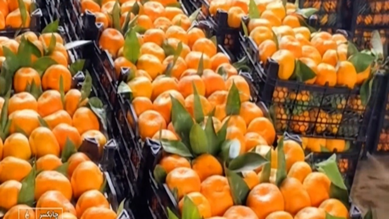 صنایع تبدیلی مرکبات در گیلان + فیلم