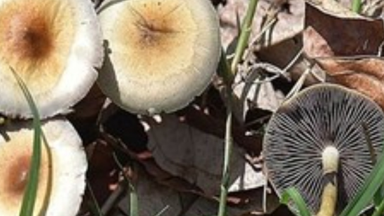 مصرف قارچ و گیاهان سمی سبب بروز آسیب به کبد و کلیه افراد