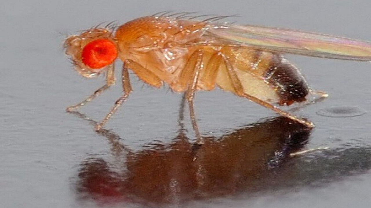 نسل جدیدی از مگس‌های میوه برای مطالعه ژنتیک و تولید مثل به فضا پرتاب می‌شوند