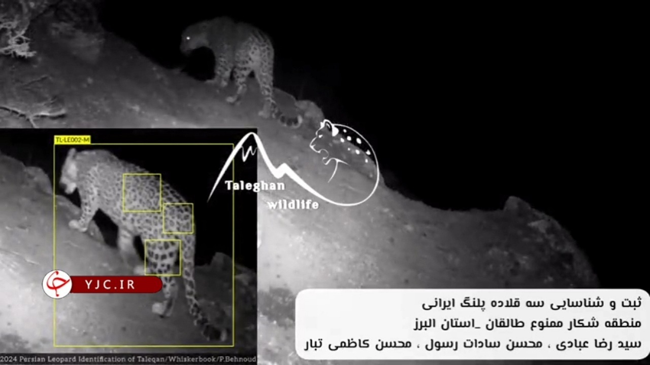 پرسه‌زدن پلنگ‌ها در ارتفاعات البرز + فیلم