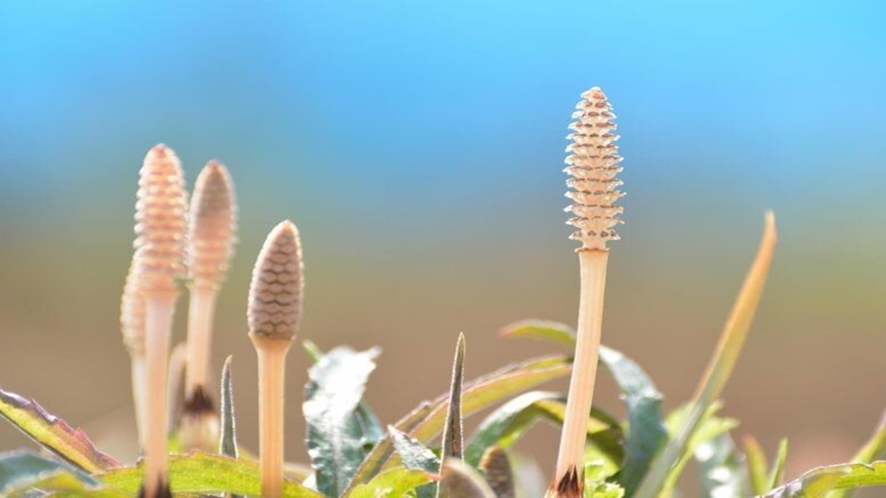 کشف راز اقلیم باستانی زمین با گیاهان ۴۰۰ میلیون ساله