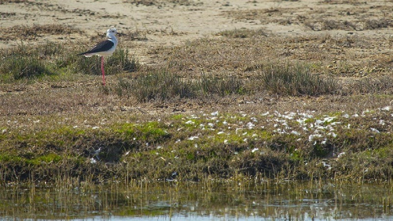 ۴ تالاب جان دوباره می‌گیرند