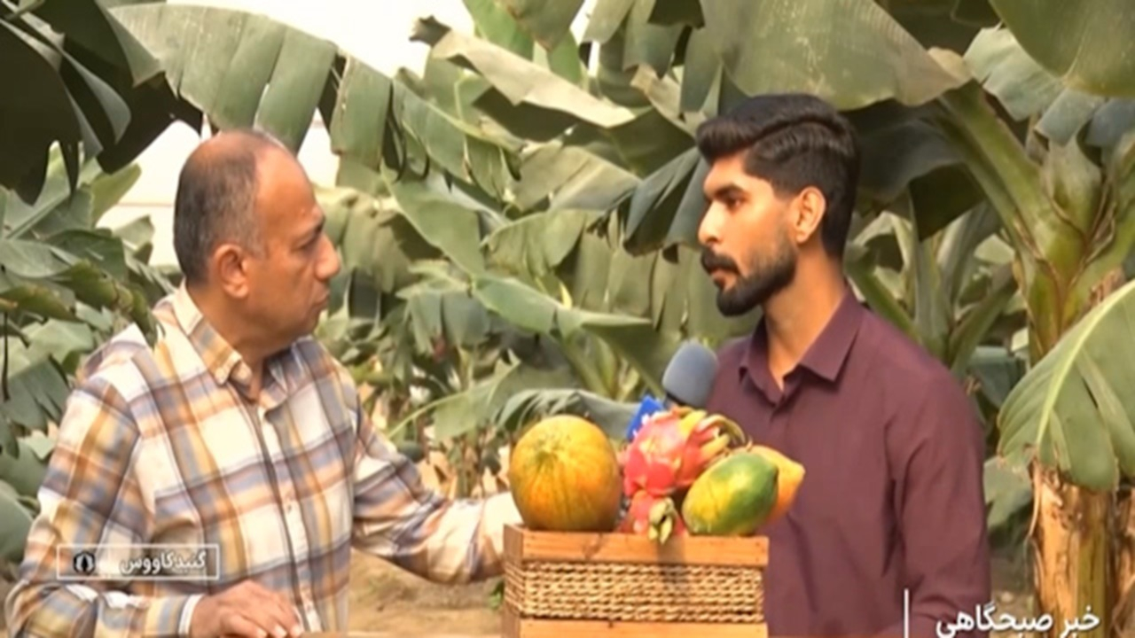 پرورش میوههای استوایی در گلخانههای گلستان + فیلم
