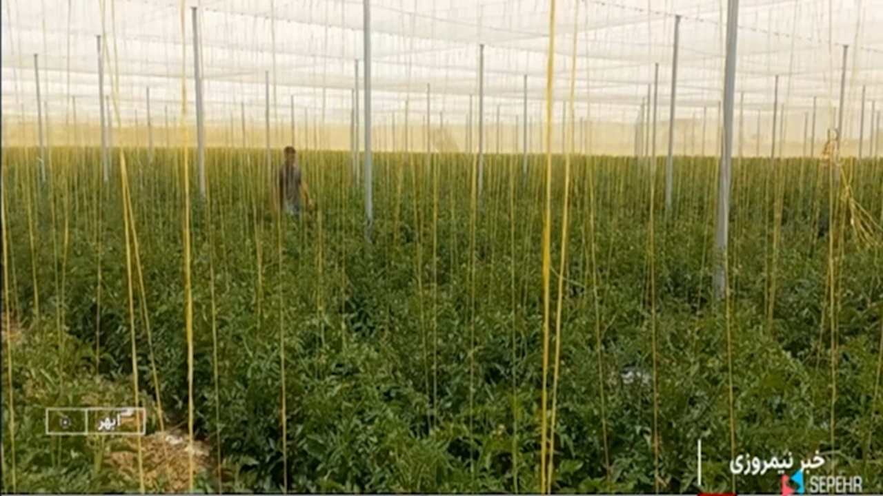 اجرای کشت سایبانی گوجه فرنگی برای نخستینبار در زنجان + فیلم