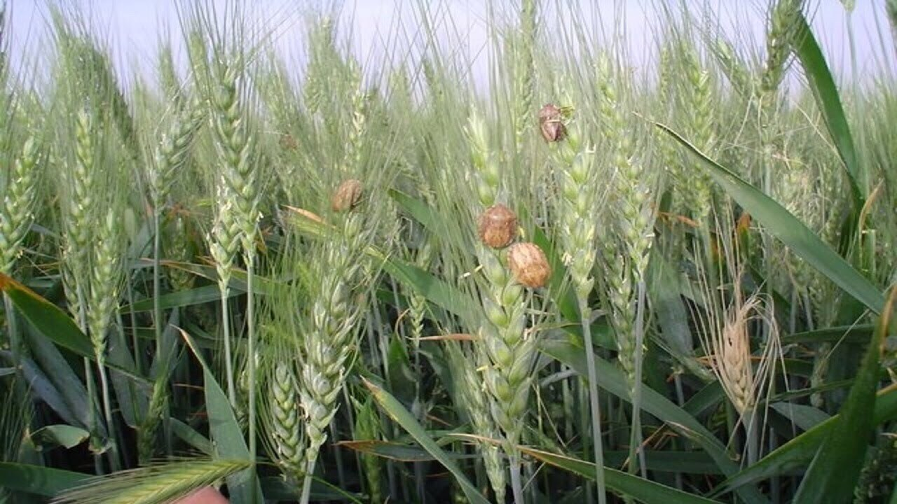 مجموع مبارزه آفت سن به یک میلیون و ۶۰۰ هزارهکتار رسید