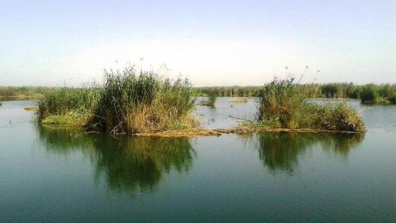 لاهیجانزاده: شرایط تالاب شادگان در سال آبی جاری نسبتاً مطلوب شد