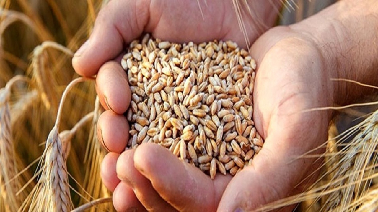 آزادسازی نرخ گندم و نان اجرا میشود؟