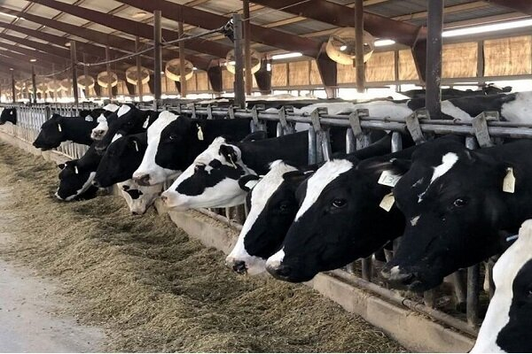 ارزش افزوده تولید گوشت دام و طیور ۱۵ میلیارد دلار است+فیلم