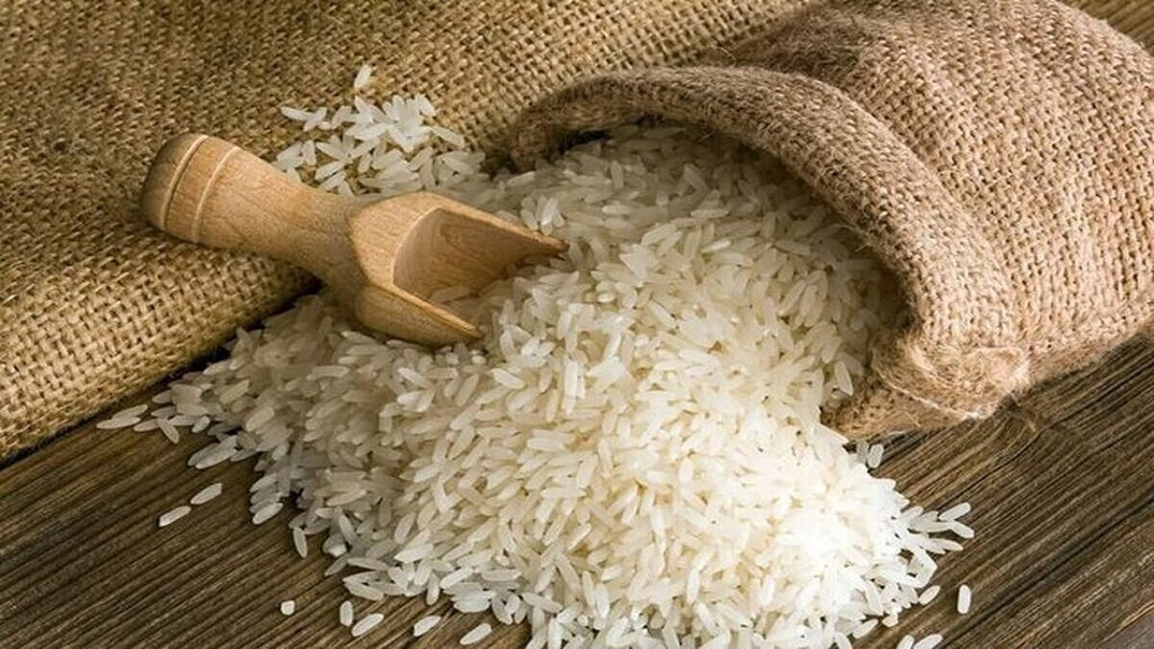 ممنوعیت واردات برنج در فصل برداشت رفع شد+عکس