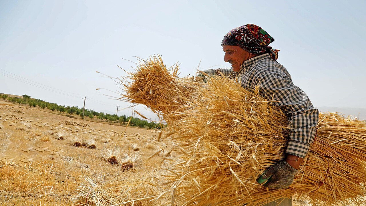 آغاز برداشت گندم در شهرستان ری؛ پیشبینی تولید ۷ هزار تن محصول