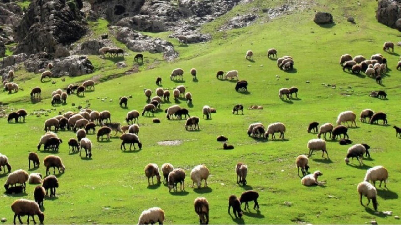صرفه جویی ۲ هزار و ۵۵۰ میلیون دلار ارز از طریق تولید گوشت قرمز عشایر