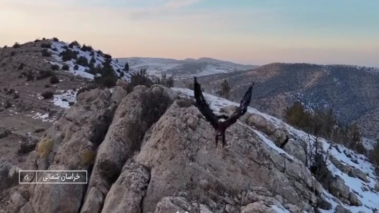 لحظه حمله عقاب به پهپاد تصویربرداری در خراسان‌شمالی + فیلم