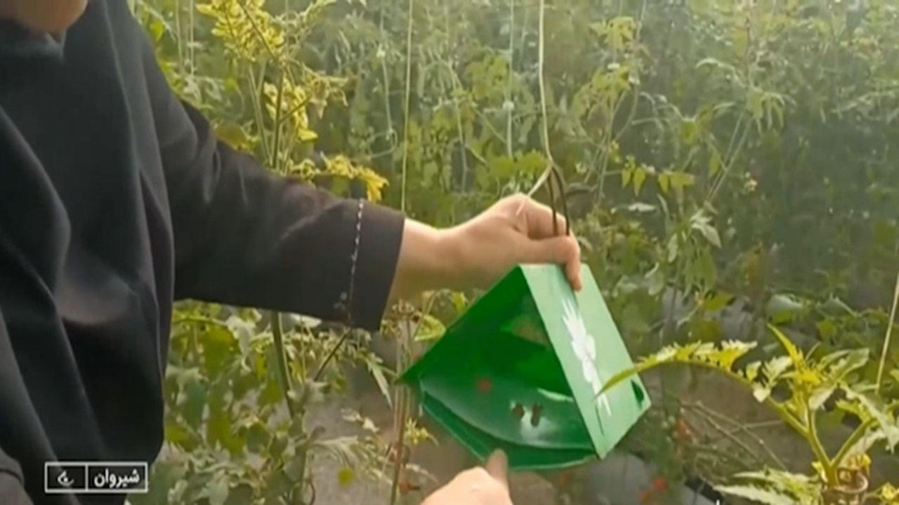 تله‌های فرمونی روش موثر در کنترل آفات + فیلم