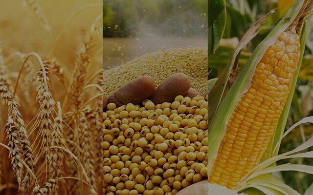 امروز سرنوشت قیمت تضمینی گندم مشخص می‌شود؟