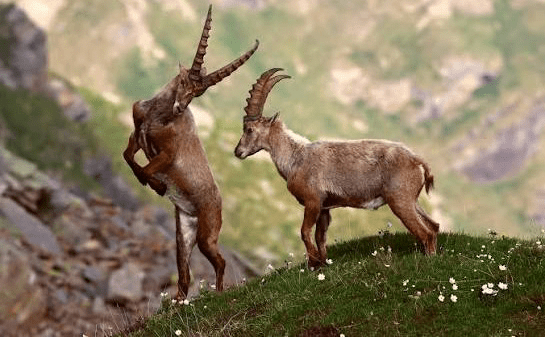 ماجرای سرقت عجیب بزهای کوهی از باغوحش دز