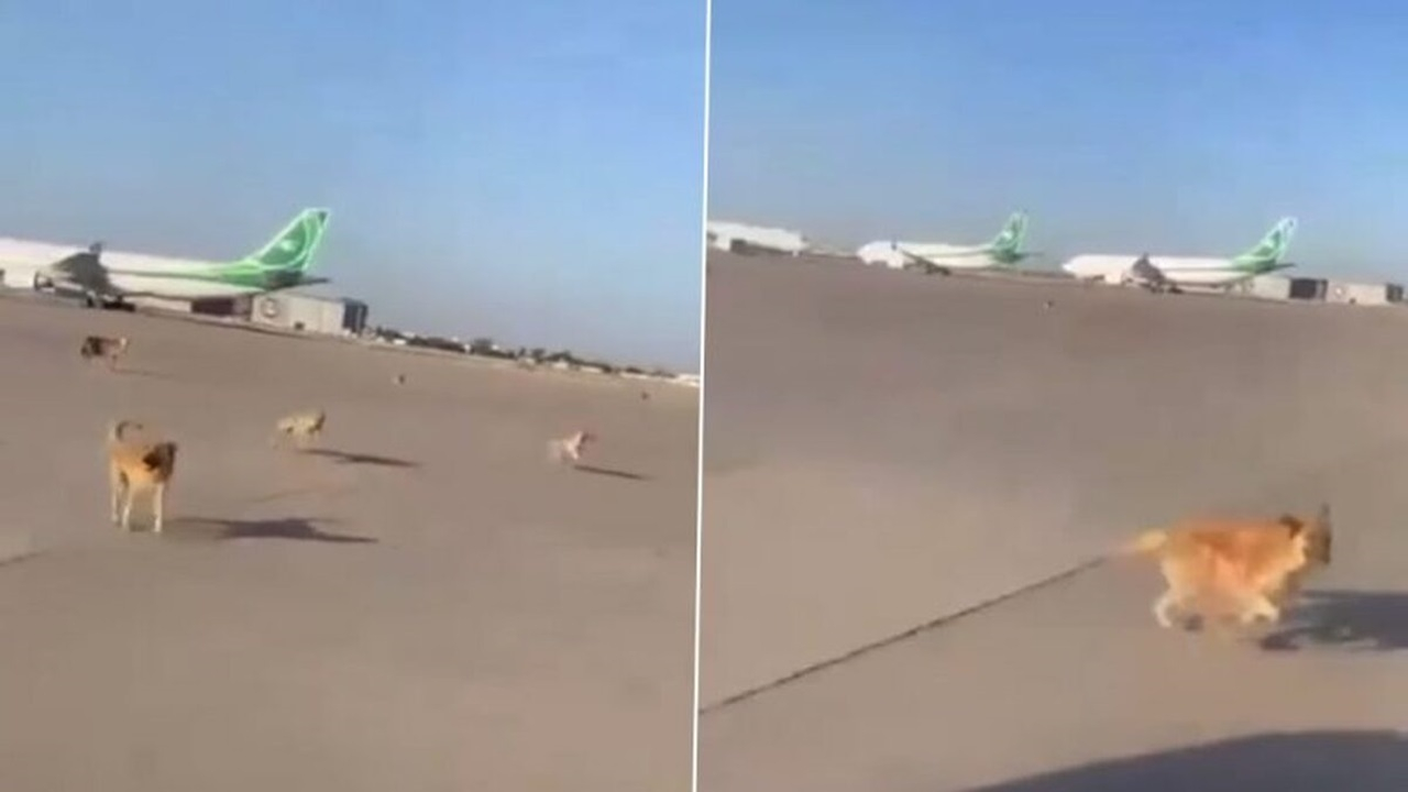 ورود سگ‌های ولگرد به باند فرودگاه بغداد + فیلم