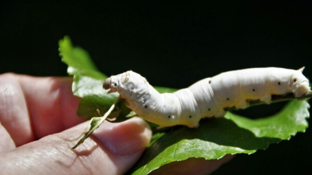 ارمغان کرم ابریشم برای مقابله با پیری