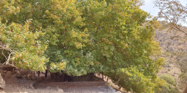 کهنسالانی که به زمین طراوت و شادابی می‌بخشند