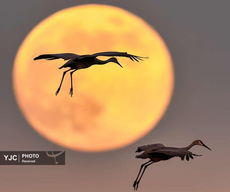 منتخبی از تصاویر حیات وحش