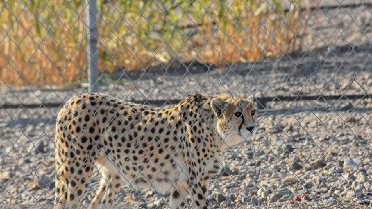 قرنطینه سایت تکثیر یوزپلنگ در اسارت