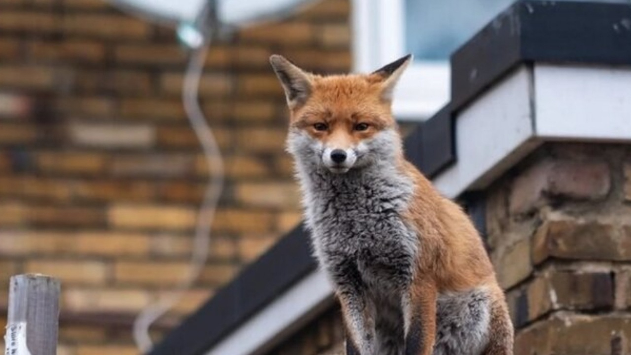 علت حضور روباه‌ها در تهران