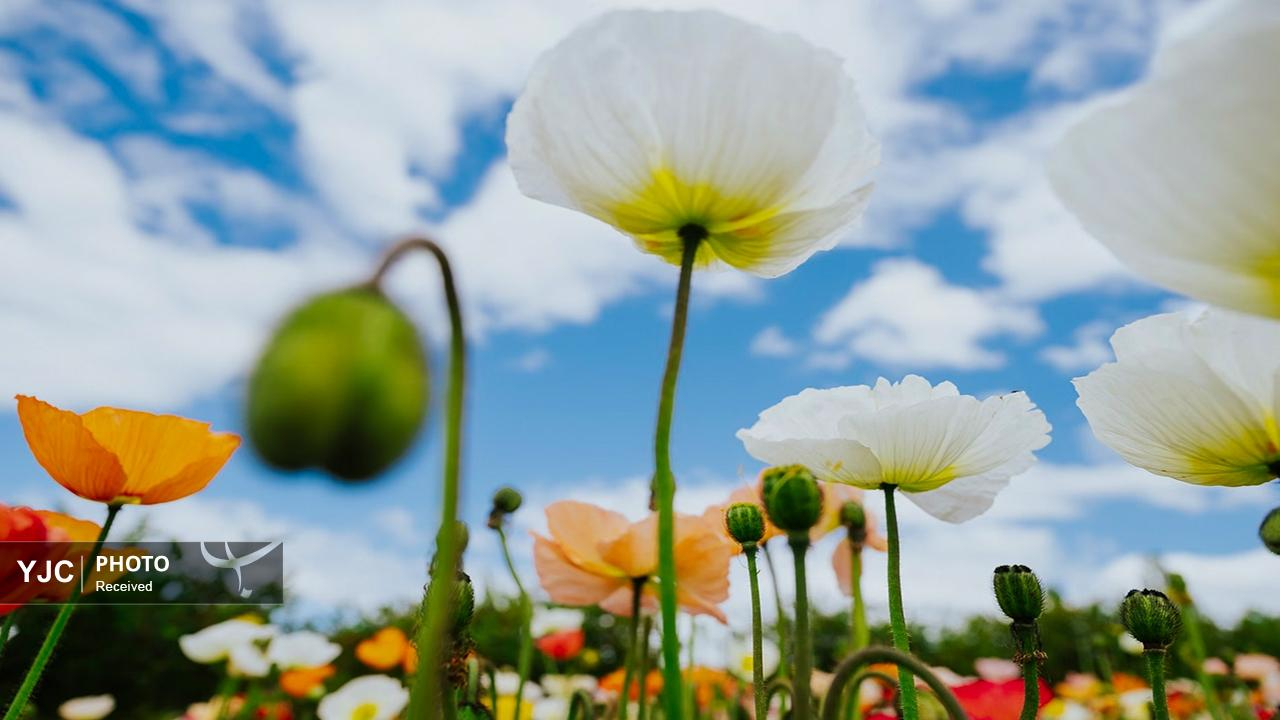 جشنواره گل‌های لاله در استرالیا