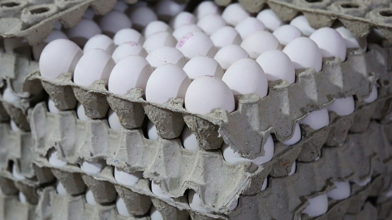 قیمت هر شانه تخم‌مرغ به ۶۵ هزار تومان رسید