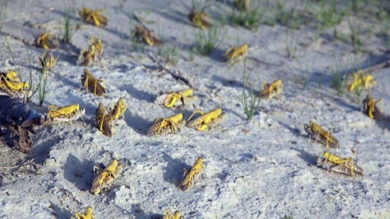 احتمال ورود ملخ صحرایی به کشور در اواخر زمستان