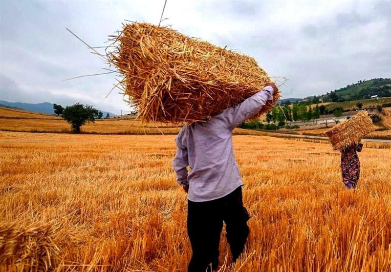 چرا وعده پرداخت مطالبات گندم‌کاران تا شهریور ماه محقق نشد؟