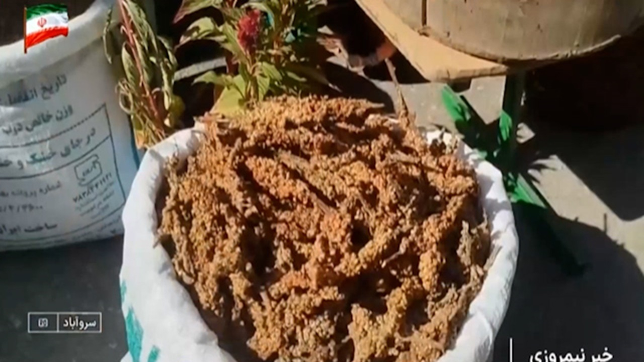 جشنواره سماق در روستای ژان + فیلم